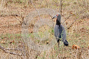 Southern Ground Hornbill & x28;Bucorvus leadbeateri& x29; in South Africa