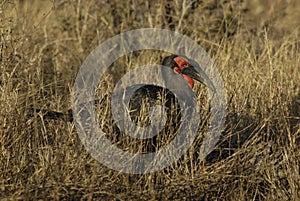 Southern ground hornbill,Bucorvus leadbeateri, South Africa