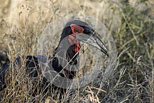 Southern ground hornbill,Bucorvus leadbeateri, South Africa