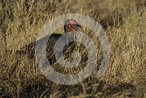 Southern ground hornbill,Bucorvus leadbeateri, South Africa