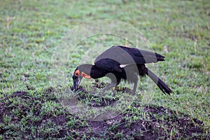 Southern ground hornbill (Bucorvus leadbeateri) standing in a grassy field