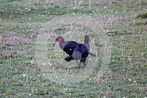 Southern ground hornbill (Bucorvus leadbeateri) standing in a grassy field