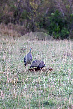 Southern ground hornbill (Bucorvus leadbeateri) standing in a grassy field