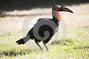 Southern ground hornbill, Bucorvus leadbeateri, is staying mostly on the ground