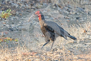 Southern ground hornbill, Bucorvus leadbeateri, walking