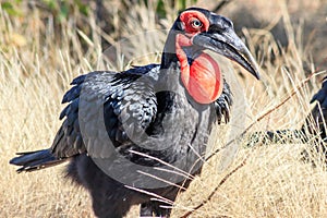 Southern Ground Hornbill (Bucorvus leadbeateri) walking during the day, Kruger National Park