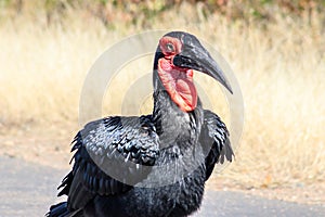 Southern Ground Hornbill (Bucorvus leadbeateri) walking during the day, Kruger National Park