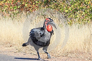 Southern Ground Hornbill (Bucorvus leadbeateri) walking during the day, Kruger National Park