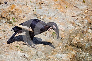Southern ground hornbill or Bucorvus leadbeateri walks on rocks