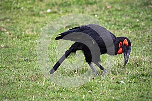 Southern Ground Hornbill, Bucorvus Leadbeaters, looking for food mostly on the ground
