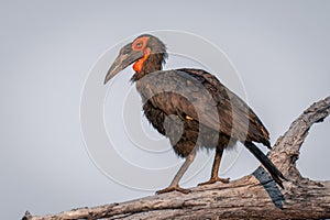 Southern ground hornbill with catchlight on branch