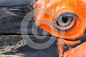 Southern ground hornbill close-up