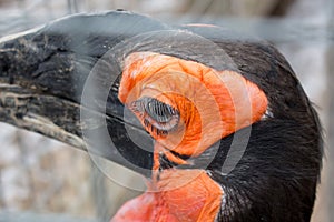 Southern ground hornbill close-up