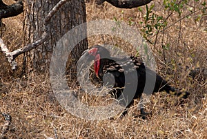 Southern ground hornbill