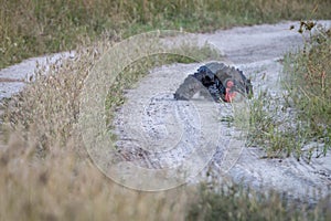 A Southern ground hornbill dust bathing.