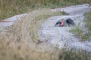 A Southern ground hornbill dust bathing.