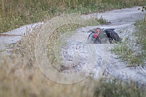 A Southern ground hornbill dust bathing.