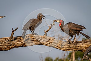 Southern ground hornbill feeding frog to juvenile.