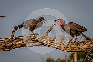 Southern ground hornbill feeding frog to juvenile.