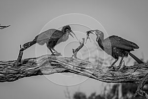 Southern ground hornbill feeding frog to juvenile.