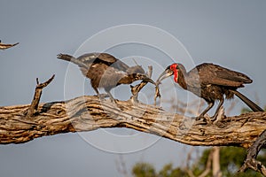 Southern ground hornbill feeding frog to juvenile.