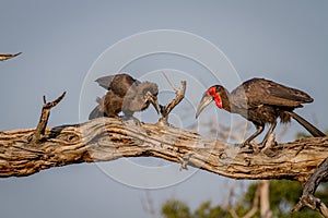 Southern ground hornbill feeding frog to juvenile.
