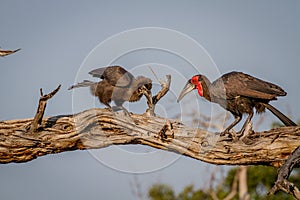 Southern ground hornbill feeding frog to juvenile.