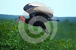 Southern Ground Hornbill flying