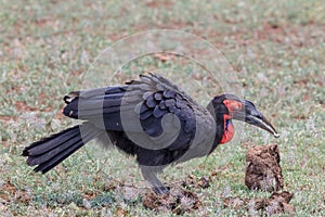 A Southern ground hornbill foraging for food