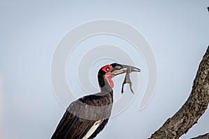 Southern ground hornbill with a frog kill.