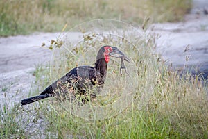 Southern ground hornbill with a frog kill.