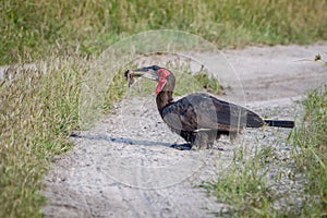 Southern ground hornbill with a frog kill.