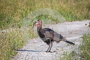 Southern ground hornbill with a frog kill.