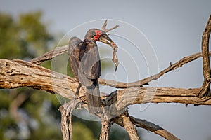 Southern ground hornbill with a frog kill.