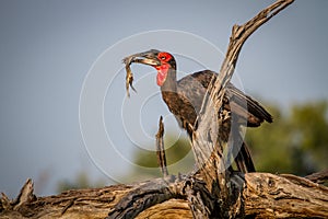 Southern ground hornbill with a frog kill.