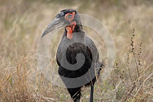 Southern Ground Hornbill in the grass