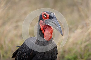 Southern Ground Hornbill in the grass