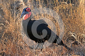Southern ground hornbill inhabits the African bushveld photo