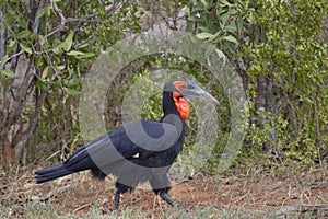 Southern Ground-Hornbill in Kenya