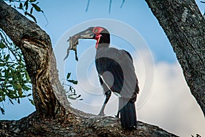 Southern ground hornbill with a kill.