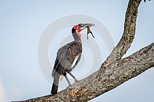 Southern ground hornbill with a kill.