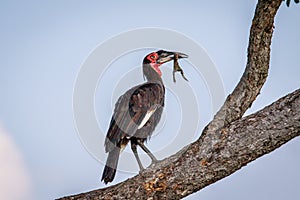 Southern ground hornbill with a kill.