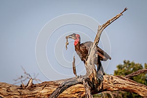 Southern ground hornbill with a kill.