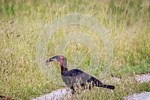 Southern ground hornbill with a kill.