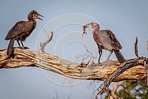 Southern ground hornbill with a kill.