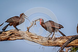 Southern ground hornbill with a kill.