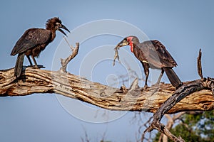 Southern ground hornbill with a kill.