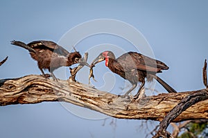 Southern ground hornbill with a kill.