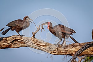 Southern ground hornbill with a kill.