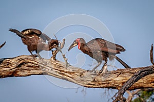 Southern ground hornbill with a kill.